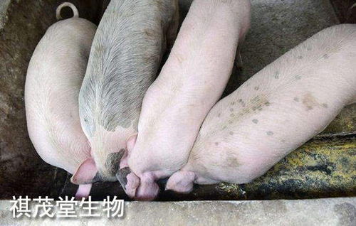 2022年生豬業(yè) 以“三高”開局，以深度調(diào)整收尾